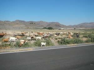 DSCN2329