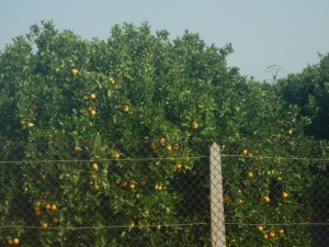 DSCN2515
