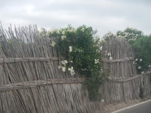 DSCN2910