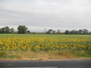 DSCN4061