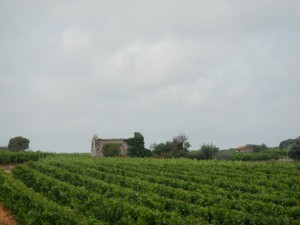 DSCN4114