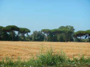 DSCN6674