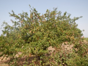 DSCN6998