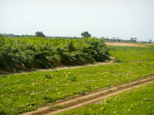 DSCN7012