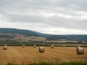 DSCN7049