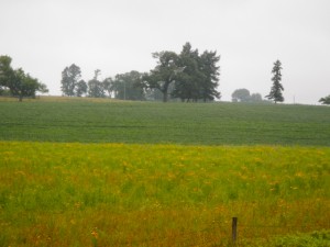DSCN3111