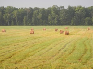 DSCN3174