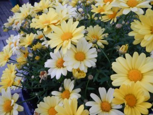 DSCN3937