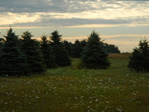 DSCN3991