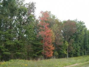 DSCN4029