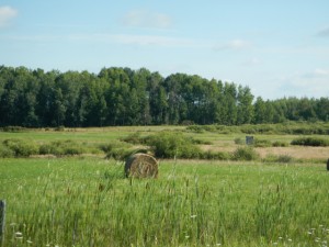 DSCN4084