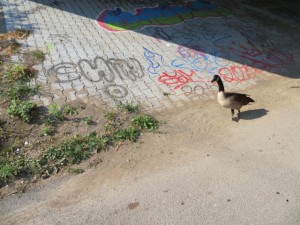 photo1