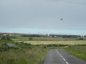 DSCN8767