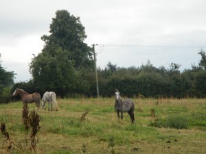 DSCN1809