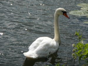 DSCN2230