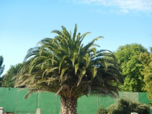 DSCN2506