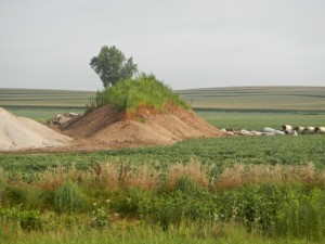 DSCN5966