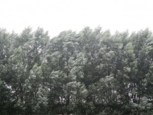 DSCN6202