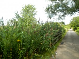 DSCN6577
