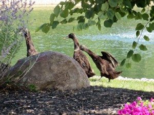 IMG_1178