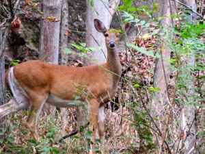 IMG_1426